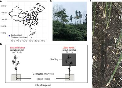 Influence of the size of clonal fragment on the nitrogen turnover processes in a bamboo ecosystem